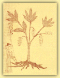 Raccolta dei frutti di una pianta medicinale - Erbario (sec. XIII)